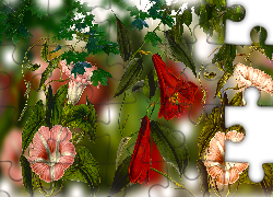 Kwiaty, Powoje, Różnokolorowe, Grafika