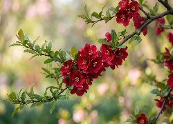 Gałązki, Czerwone, Kwiaty, Listki, Pigwowiec
