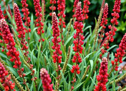 Czerwone, Smukłe, Kwiaty, Liście