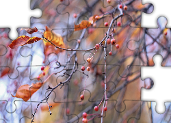 Jesienne, Gałązki, Czerwone, Owoce