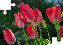 Tulipany, Kwiaty, Deszcz