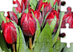 Kwiaty, Czerwone, Tulipany, Zbliżenie
