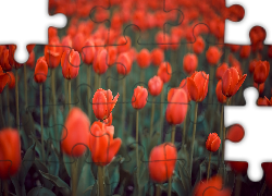 Czerwone, Kwiaty, Tulipany, Rozmycie