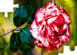 Kwiat, Kamelia, Grafika
