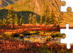 Jesień, Góry Kołymskie, Drzewa, Roślinność, Kolorowa, Trawa, Kołyma, Magadan, Rosja
