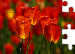 Czerwono-żółte, Tulipany, Zbliżenie
