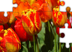 Kwiaty, Czerwono-żółte, Tulipany