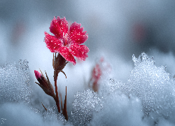 Czerwony, Goździk, Kwiat, Śnieg, Grafika AI