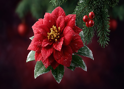 Kwiat, Czerwony, Gałązka