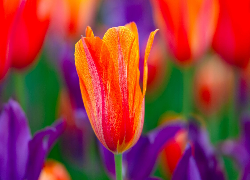 Tulipan, Kwiat, Nierozwinięty, Czerwony