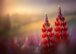 Łubin, Czerwone, Kwiaty, Grafika AI