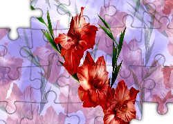Kwiaty, Czerwony, Mieczyk, Grafika