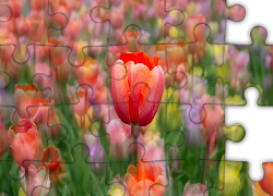 Tulipany, Czerwony, Tulipan, Kolorowe tło