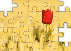 Kwiaty, Czerwony, Tulipan, Żółte, Tulipany