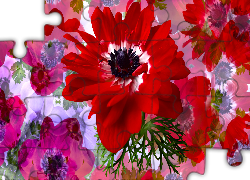 Kwiaty, Czerwony, Zawilec, Grafika