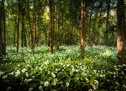 Las, Drzewa, Wiosna, Czosnek niedźwiedzi, Kwiaty