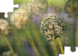 Czosnek niedźwiedzi, Roślina, Sucha