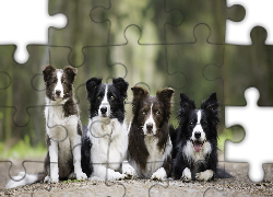 Cztery, Psy, Border collie, Alejka
