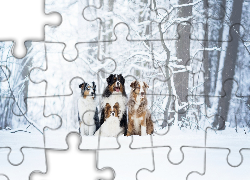 Cztery, Psy, Owczarek australijski, Berneński pies pasterski, Spaniel kontynentalny miniaturowy Papillon, Zima, Drzewa