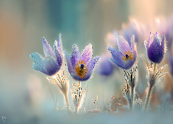 Cztery, Sasanki, Kwiaty, Grafika AI