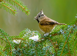 Czubatka europejska, Sikora czubatka, Ptak, Iglasta, Gałązka