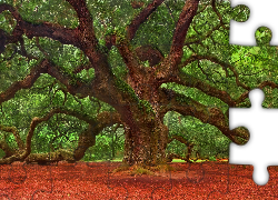Drzewo, Pięćsetletni, Dąb, Rozłożyste, Konary, Angel Oak Tree, Charleston, Stan Karolina Południowa, Stany Zjednoczone