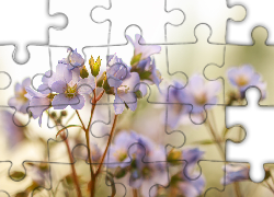 Blado-fioletowe, Kwiaty