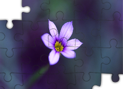 Kwiatek, Rozmyte Tło