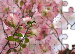 Kwiaty, Dereń, Grafika, Alberto Guillen