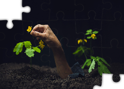 Ręka, Dłoń, Żółte, Kwiaty, Ziemia, Czarne, Tło