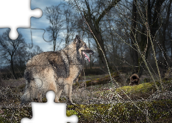 Pies, Owczarek niemiecki, Drzewa, Trawy