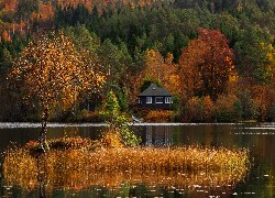 Las, Drzewa, Jesień, Jezioro, Dom