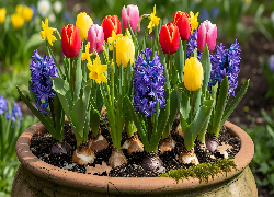 Kwiaty, Hiacynty, Tulipany, Donica