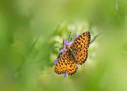 Pomarańczowy, Motyl, Dostojka aglaja