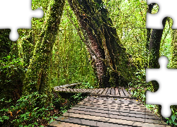 Las tropikalny, Drewniany, Pomost, Tajlandia, Park Narodowy Doi Inthanon, Chiang Mai, Tajlandia