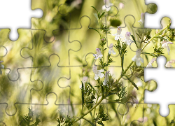 Białe, Kwiatki, Gałązka