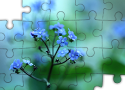 Brunera Wielkolistna, Niebieskie, Kwiaty