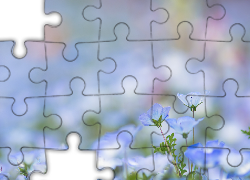 Niebieskie, Kwiatki, Rozmyte tło