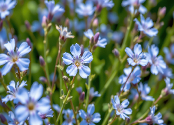 Niebieskie, Drobne, Kwiaty