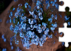 Niebieskie, Drobne, Kwiaty, Niezapominajki