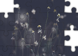 Polne, Kwiaty, Rozmyte, Tło