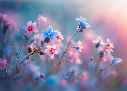 Niebieskie, Różowe, Kwiatki, Kwiaty, 2D