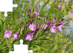 Fioletowe, Polne, Kwiatki