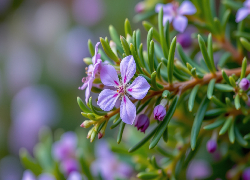 Różowe, Drobne, Kwiaty, Gałązka, Igiełki