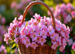 Różowe, Kwiaty, Koszyk