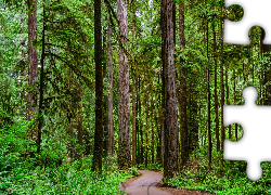Stany Zjednoczone, Kalifornia, Crescent City, Park stanowy Jedediah Smith Redwoods State Park, Droga, Drzewa, Sekwoje