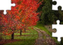 Park, Droga, Drzewa, Jesień, Czerwone, Liście, Wandiligong, Stan Wiktoria, Australia