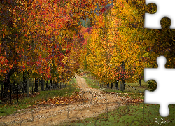 Jesień, Kolorowe, Drzewa, Droga, Miejscowość, Wandiligong, Stan Wictoria, Australia