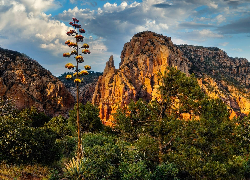 Stany Zjednoczone, Arizona, Góra, Wilson Mountain, Skały, Sedona, Drzewa, Kwitnąca, Agawa, Zachód słońca Góry