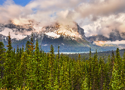 Drzewa, Canadian Rockies, Góry skaliste, Dolina Bow, Park Narodowy Banff, Kanada